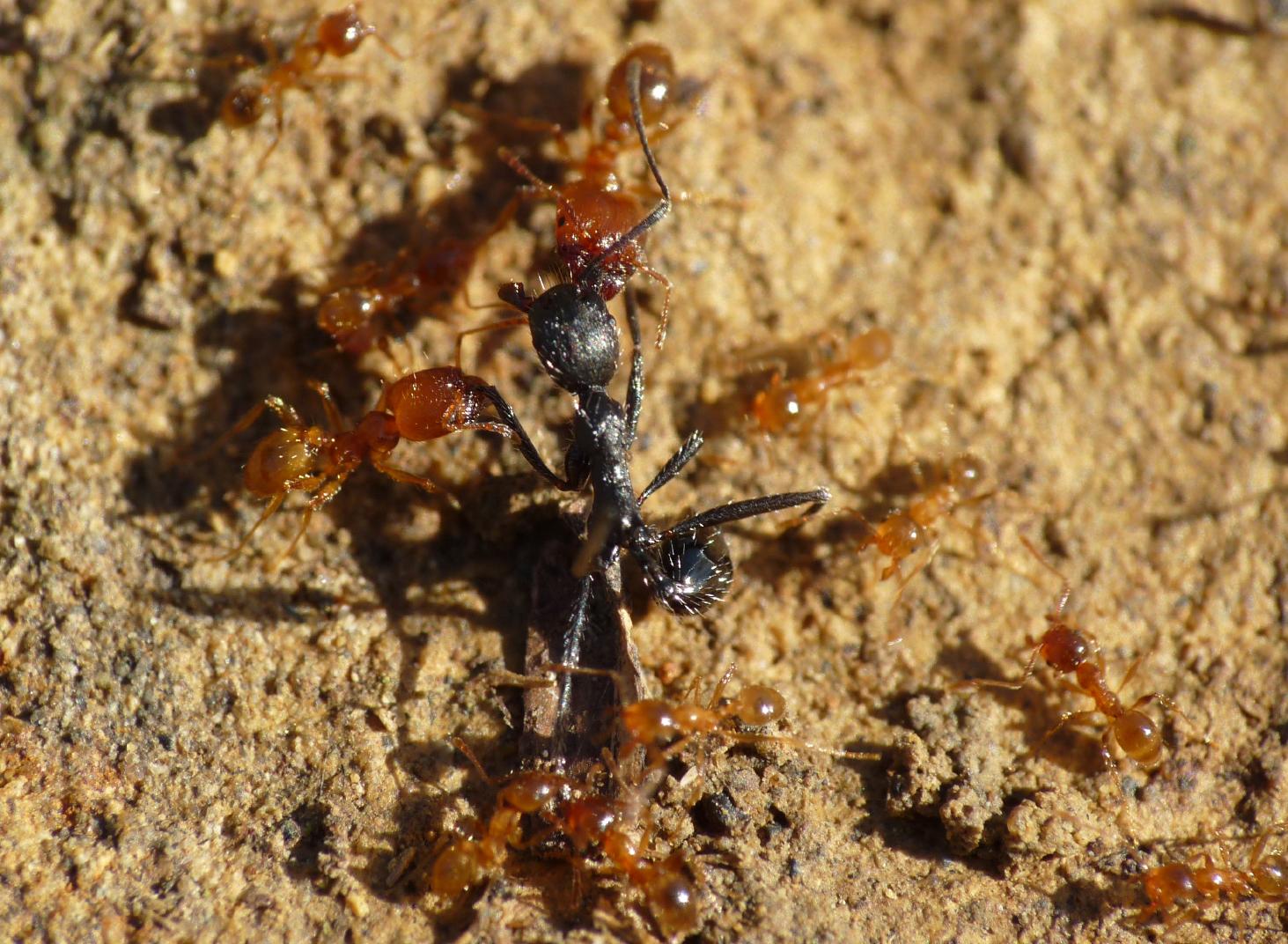 Pheidole pallidula:foto di famiglia